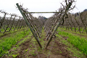 While these trees have been pruned Notice how neat and tidy they look