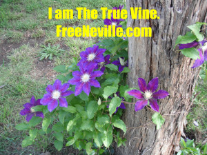 Neville Goddard Quotes - I am the true vine