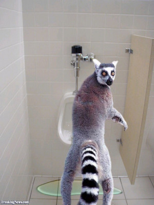 Funny Lemur urinal