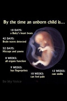 Pregnancy & Fetus development More
