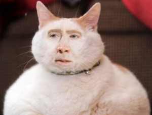 Nicolas Cage as a fat cat
