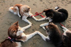 Pictures of Huskies Dogs Meeting