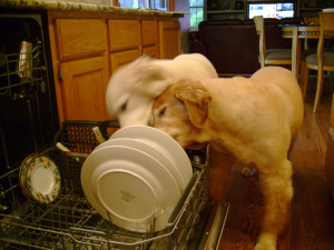 Do you wash dishes by hand or do you let the dishwasher do the work?