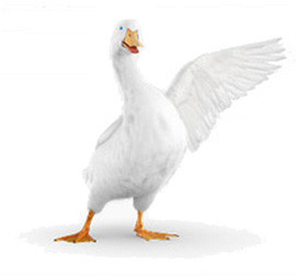 Aflac is an extra measure of financial protection.