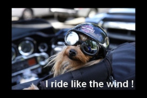cool harley davidson biker dog cool harley davidson biker dog
