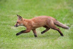 fox red vulpes vulpes canidae rwp 3d2 4952 description young red fox