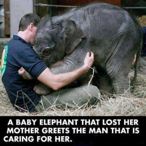 ... Awesome picture - A baby elephant lost her mother // September, 2013