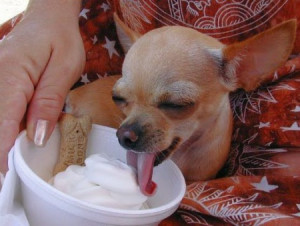 chihuahua eating ice cream chihuahua eating ice cream