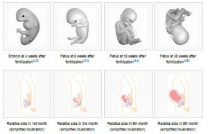 pregnancyformation.JPG