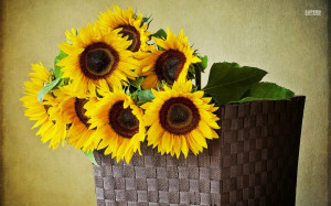 Sunflower wallpaper 1280x800