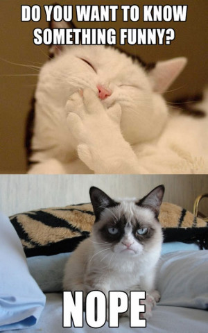 Funny Cats | Top 49 Most Funniest Grumpy Cat Quotes
