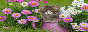 Spring Kitten Facebook Cover