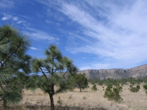 Photo Pinus engelmannii al sur de Durango