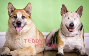 Blind Dog And His Seeing-Eye Dog Up For Adoption