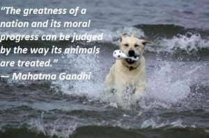Famous quotes about animals 3