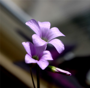 Oxalis Triangularis Love...