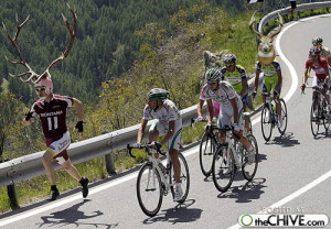 funny deer pictures funny bike race deer antlers
