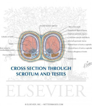 Scrotum Testis Cross Section