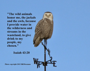 Animals In Heaven Bible Verses Bird photos with bible verse 2