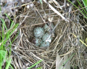 May 2001 - This sparrow's nest was found tucked within a clump of ...