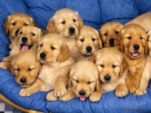 Puppies Aaaaaawwwwwwwwww Sweet !!