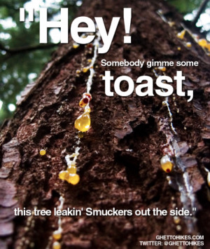 Photo of a tree leaking sap, captioned 