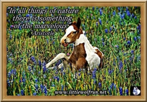 49 kb jpeg horse quotes horse poems horse sayings and quotations horse ...