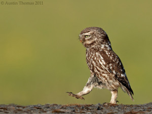 ... owl by austin thomas this little owl was proudly marching like he