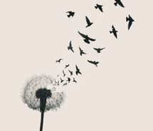 birds, far away, fly away, freedom, happiness, imagine