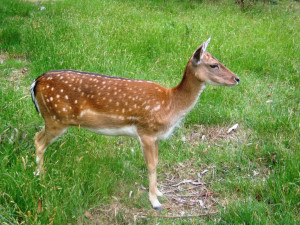 Due to the large cornea of their eyes, deer have have excellent ...