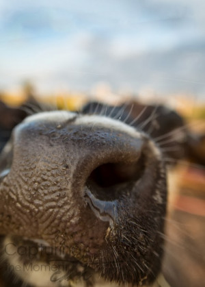 Very Cute Close Giraffe Face Saying Good Morning Funny Picture