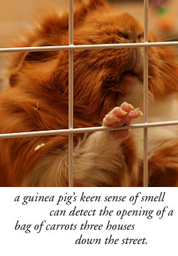 guinea pig nose