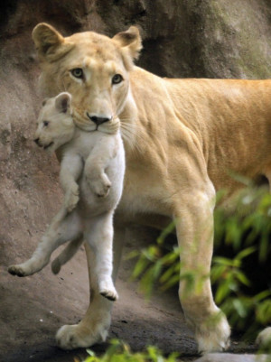 Firm grip: A white lioness named Sofia holds one of its three one ...