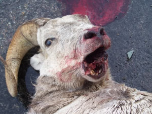 ... stop them from killing big horn sheep. At present lions are killing