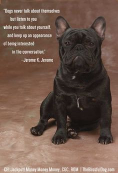 ... Quote of the Day - featuring French Bulldog CH. Jackpot! Money Money