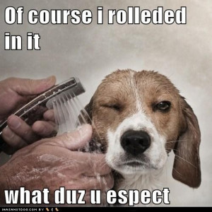 funny-dog-pictures-of-course-i-rolleded-in-it-what-duz-u-espect.jpg
