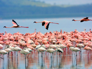 ... first to review “Lake Nakuru National Park Daytrip” Cancel reply