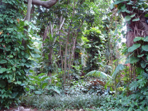 tropical landscaping plants