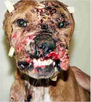 One of Michael Vick’s dogs, Gypsy.” {Warning: graphic image}