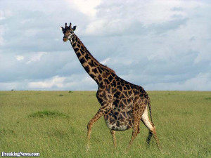 Best Mcdonalds Hits Africa Fat Giraffe Pictures Rss