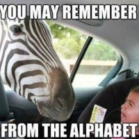 Funny Zebra Looting Car Pic