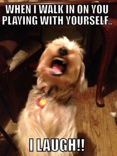 My laughing dog Meme. More
