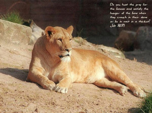 Beautiful Lioness