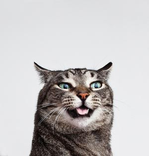 Cat making silly face - William Andrew/ Photographer's Choice RF ...