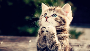 Funny cat praying to God wallpaper for desktop