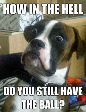 ... funny photos, funny meme, meme, funny dogs, dog, Best of Baffled Boxer