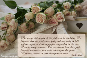 serene pink rose quote watermarked