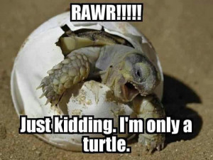 ... Rawr Turtle Egg Picture Image Joke - Just kidding. I'm only a turtle