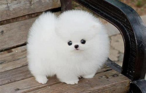 fluffy dog - dogs Photo