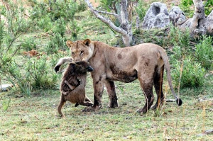Lioness Defend Baby Baboon after Killing his Mother (10 pics)
